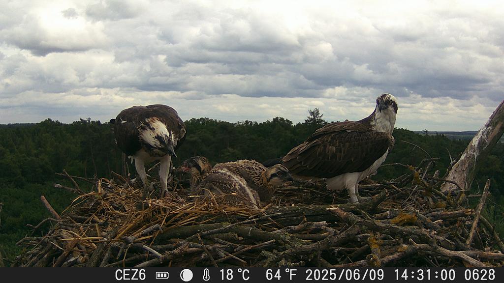 Regionalna Dyrekcja Lasów Państwowych w Poznaniu