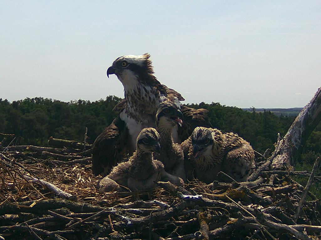 Rybołowy - Regionalna Dyrekcja Lasów Państwowych w Poznaniu