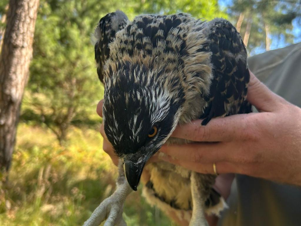 Regionalna Dyrekcja Lasów Państwowych w Poznaniu