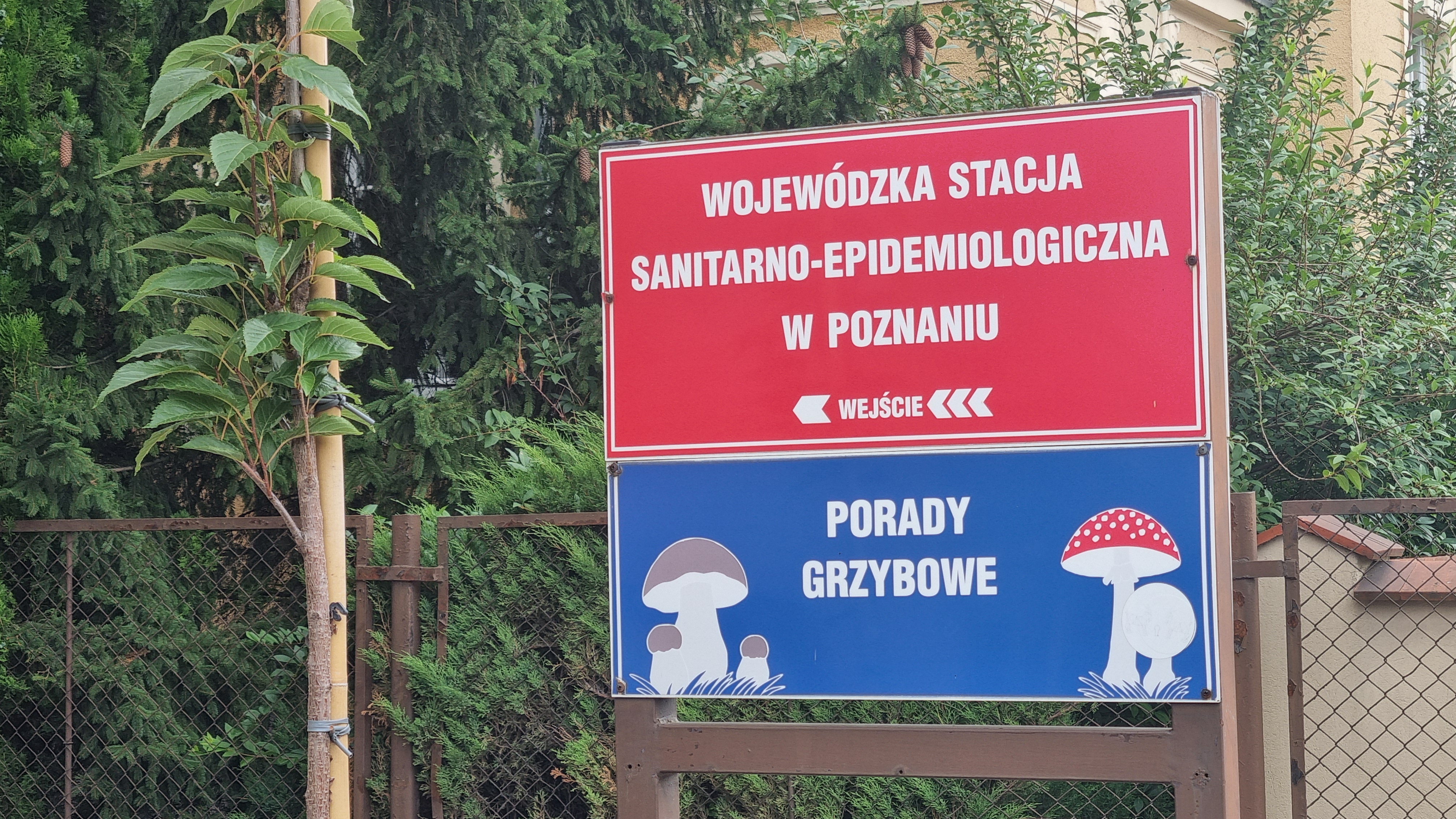 grzyby - Magdalena Konieczna - Radio Poznań