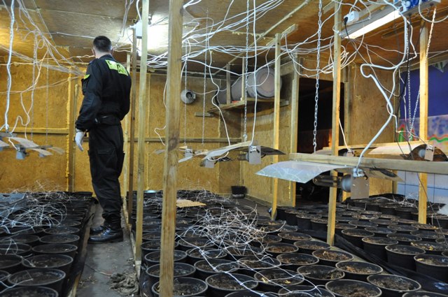 Starał Łubianka - plantacja marihuany - Policja/Poznań