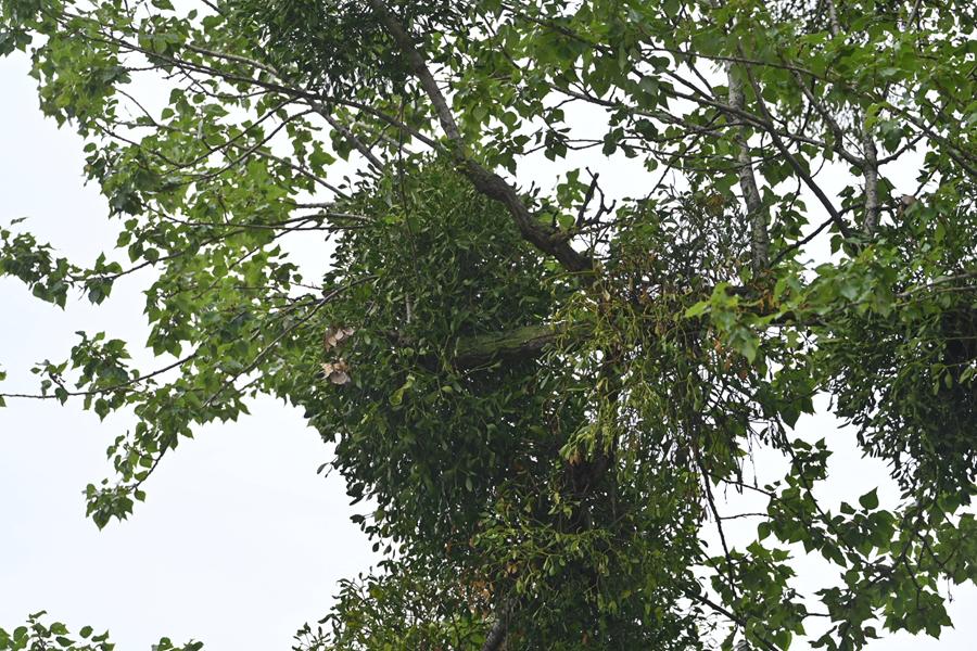 jemioła cytadela drzewo - Wojtek Wardejn - Radio Poznań