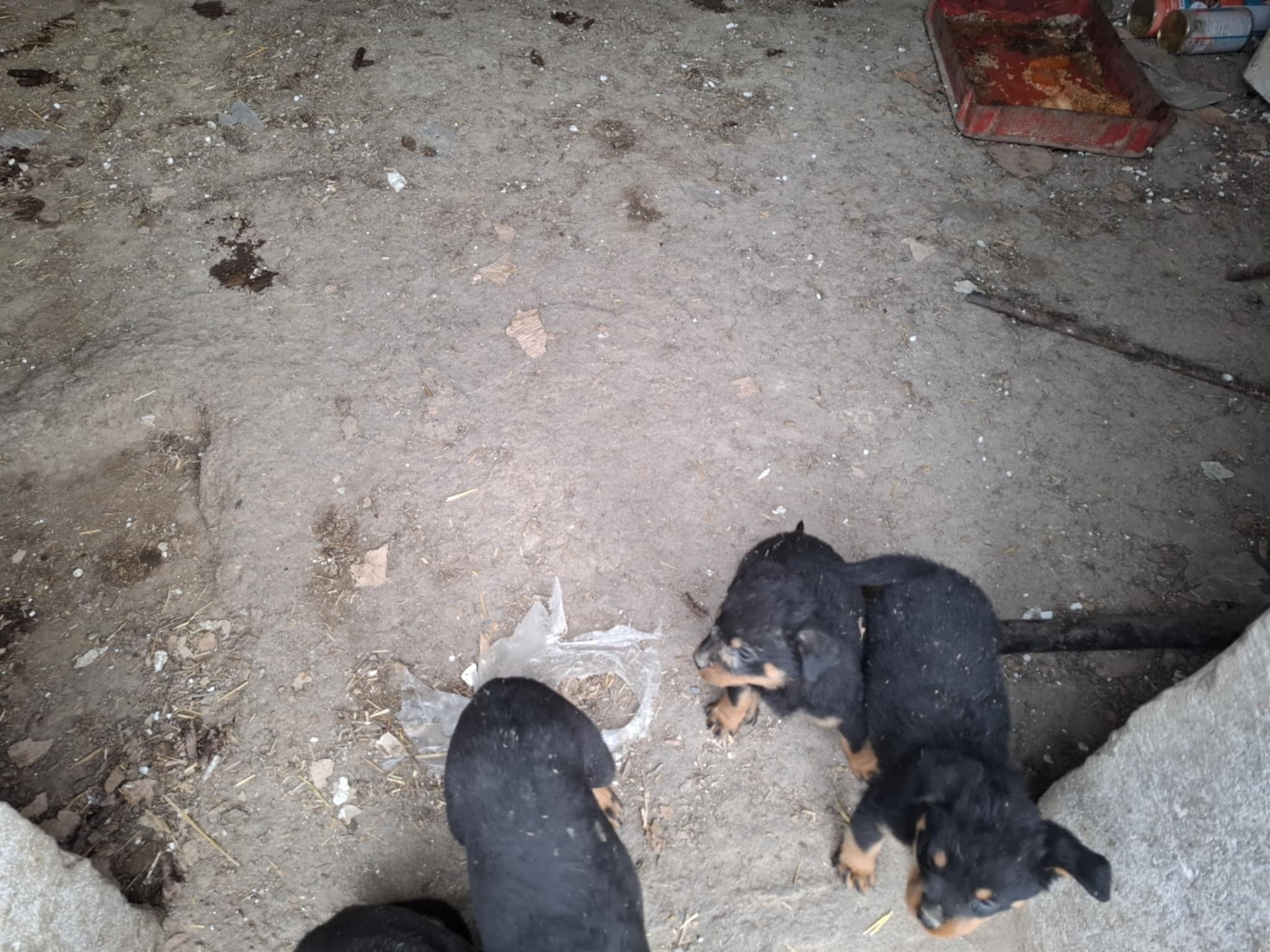 Kaliskie Stowarzyszenie Pomocy dla Zwierząt Help Animals 