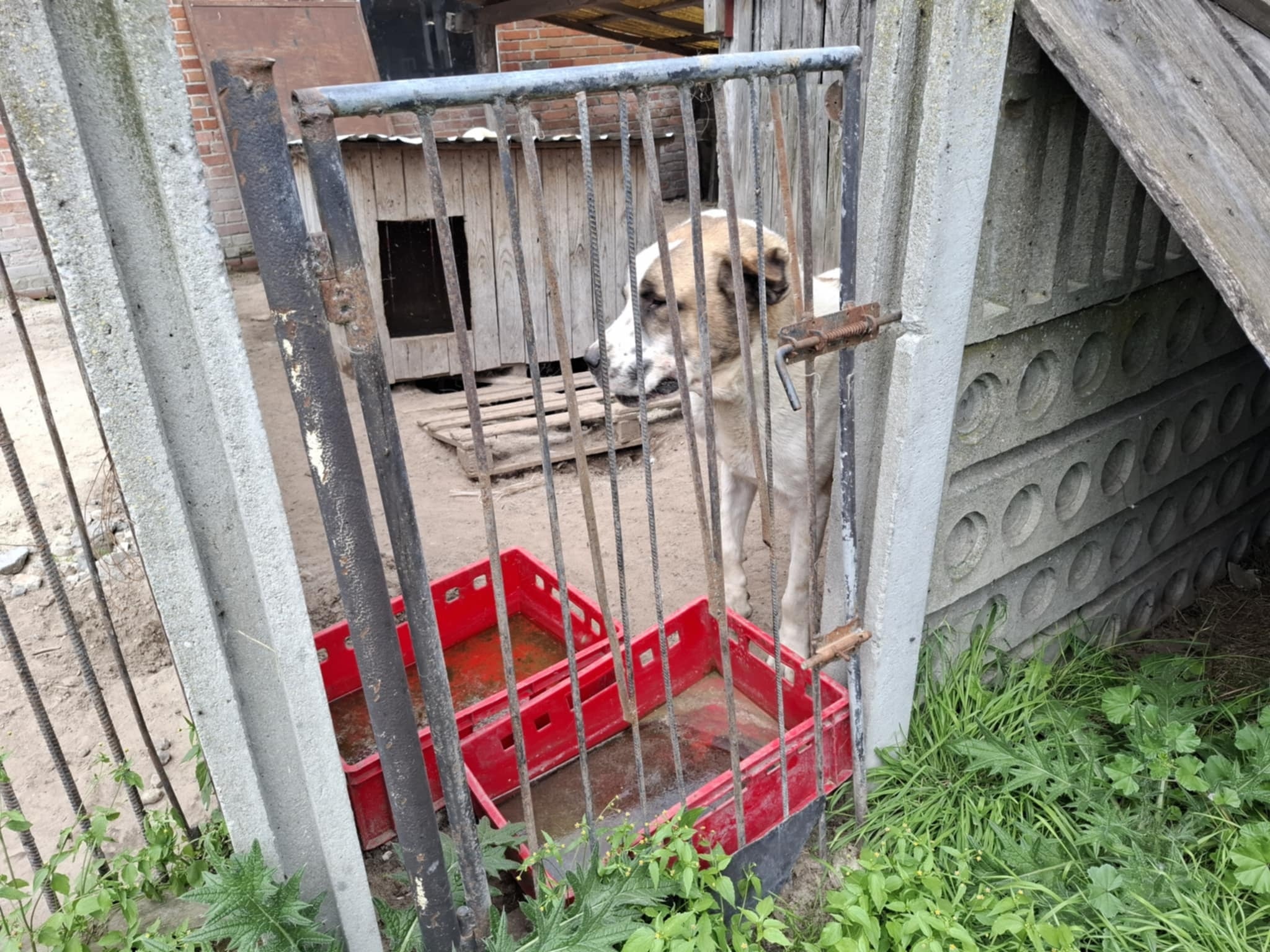 Kaliskie Stowarzyszenie Pomocy dla Zwierząt Help Animals 