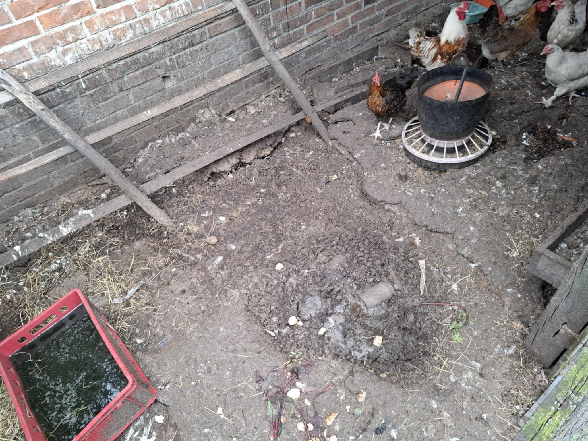 Kaliskie Stowarzyszenie Pomocy dla Zwierząt Help Animals 