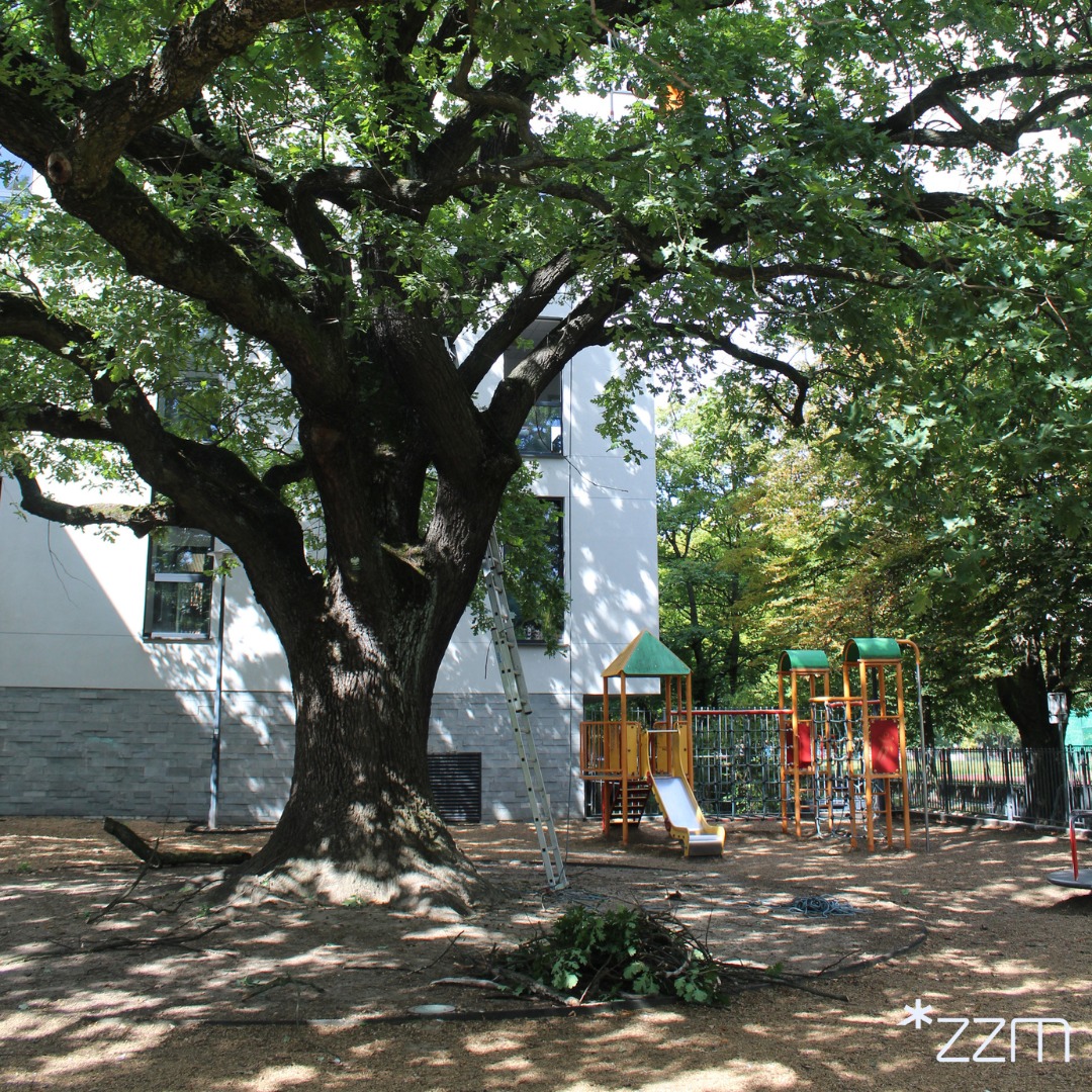 Dąb Krzysztof - Zarząd Zieleni Miejskiej w Poznaniu