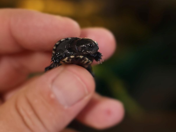 Żółw karłowaty - Uniwersytet Przyrodniczy w Poznaniu