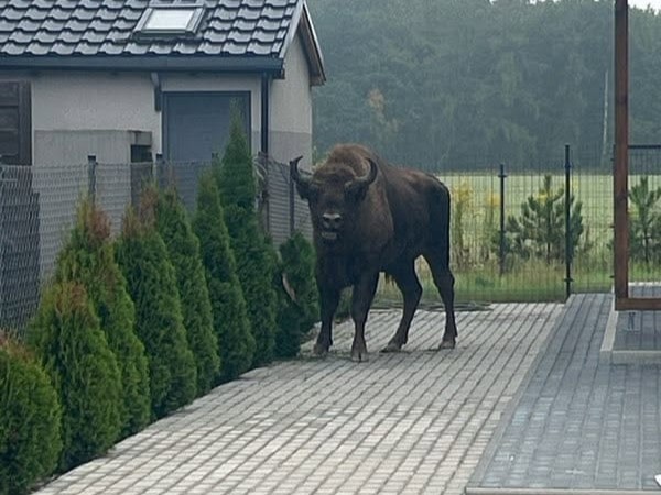 żubr w tulcach  - KWP