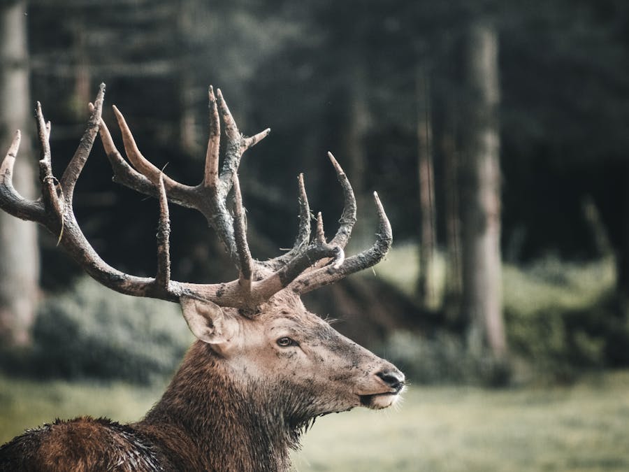 łoś bukowisko poroże - Simon Rizzi - Pexels