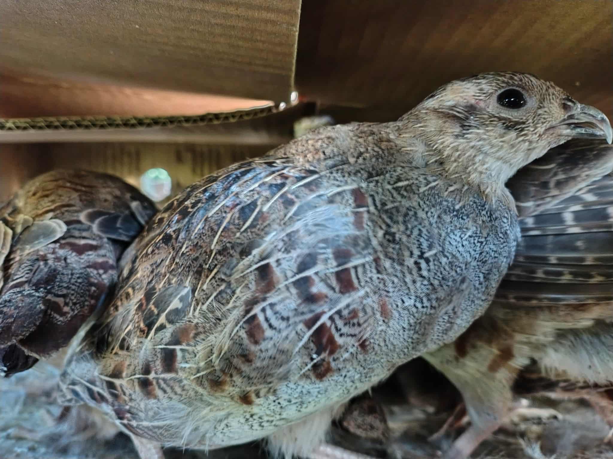 kuropatwy  - Rafał Regulski