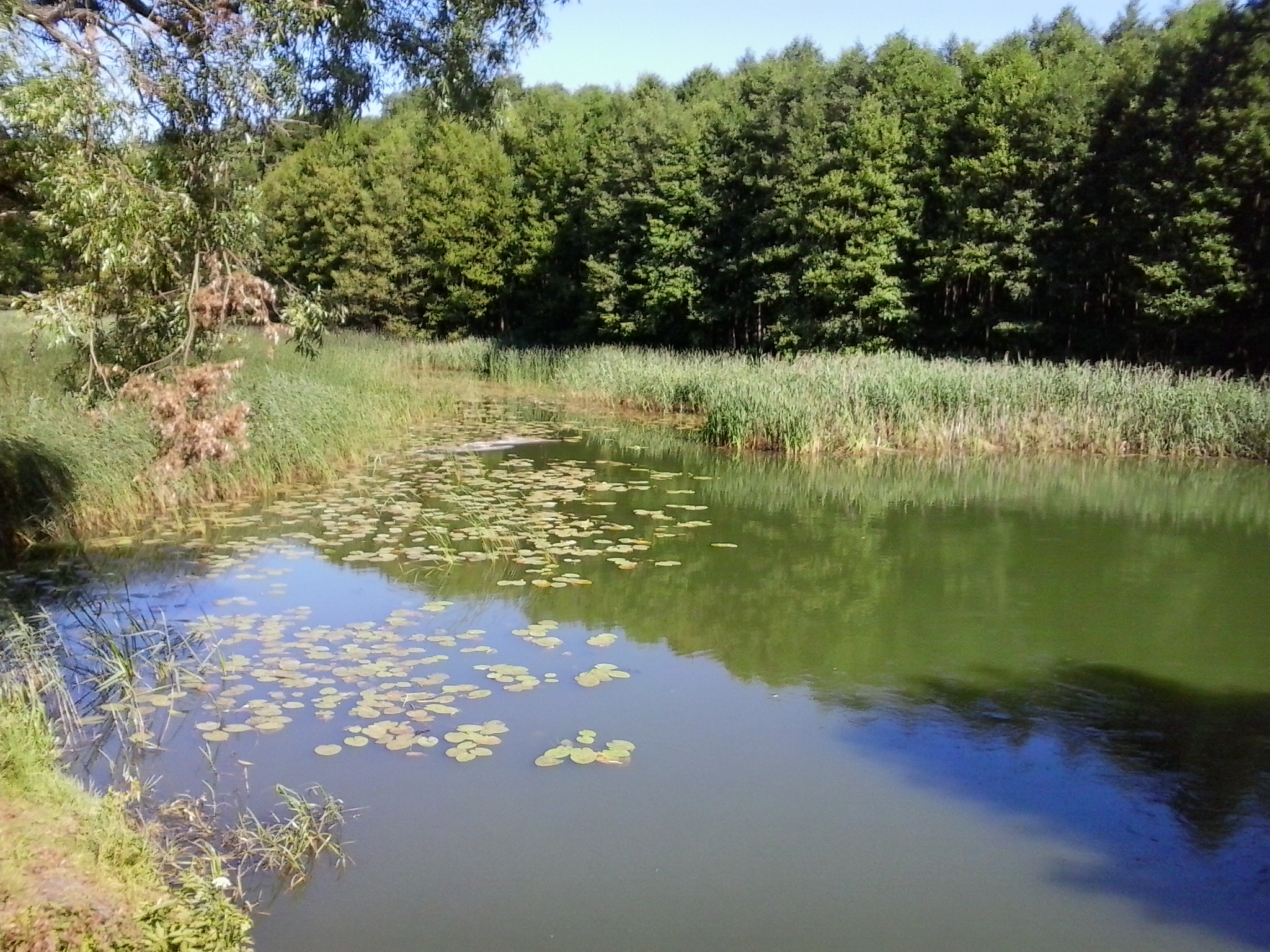 Mąła Wełna - MOs810/wikipedia - CC BY-SA 4.0