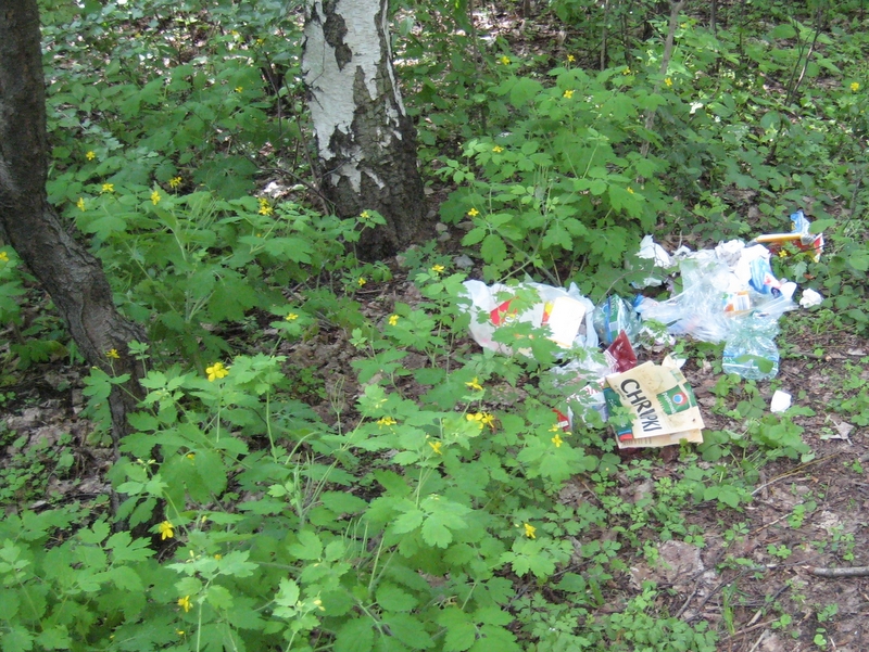 Las, drzewa, krzewy, zieleń - Jacek Butlewski