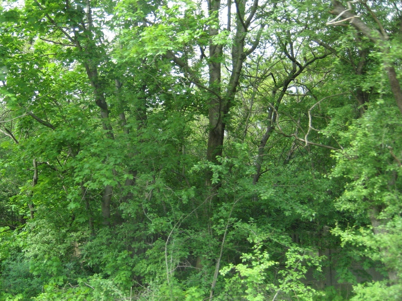 Las, drzewa, krzewy, zieleń - Jacek Butlewski