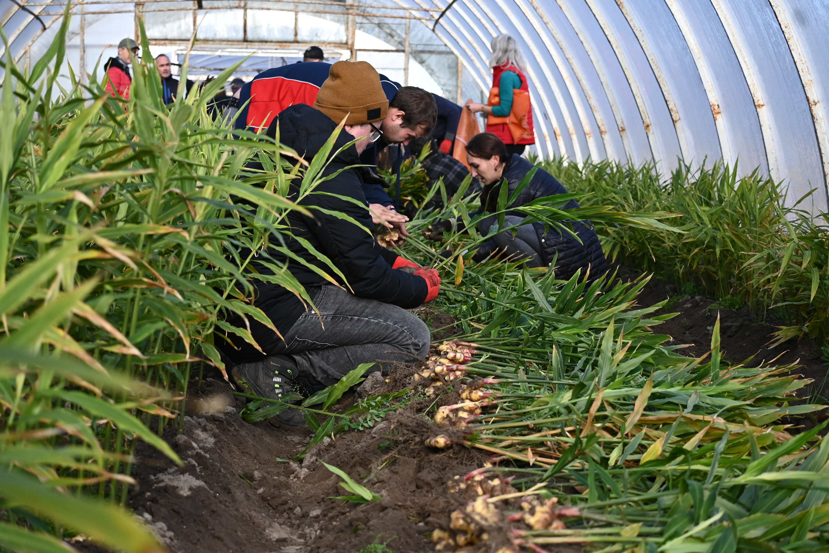 imbir - Maciej Trzciński - Radio Poznań