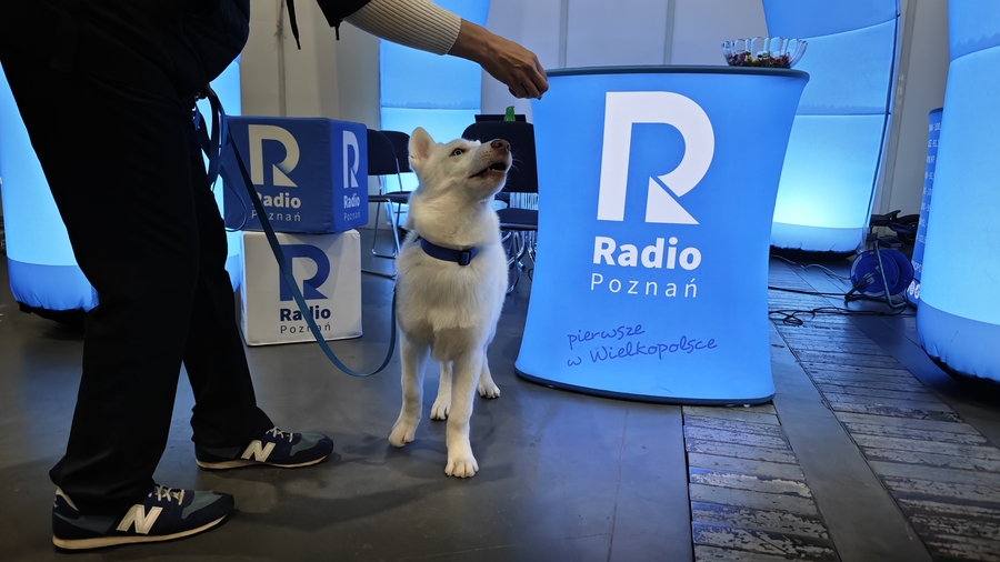 wystawa psów mtp - Sławomir Mokrzycki - Radio Poznań