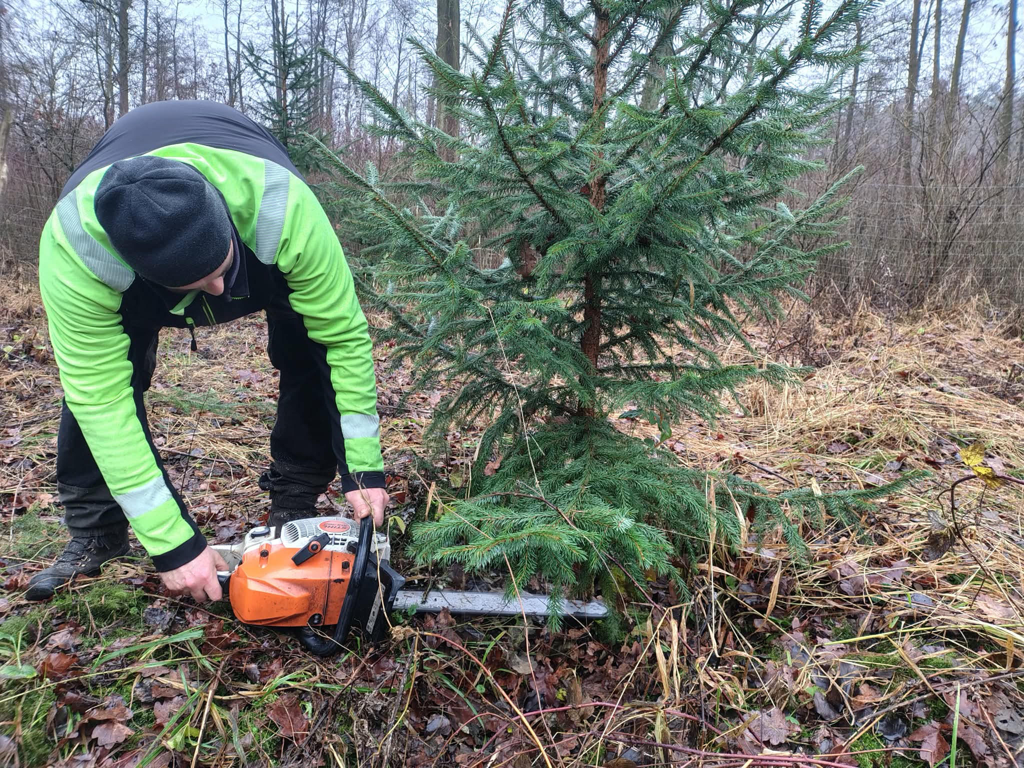 Piła choinki żywe - Rafał Regulski - Radio Poznań