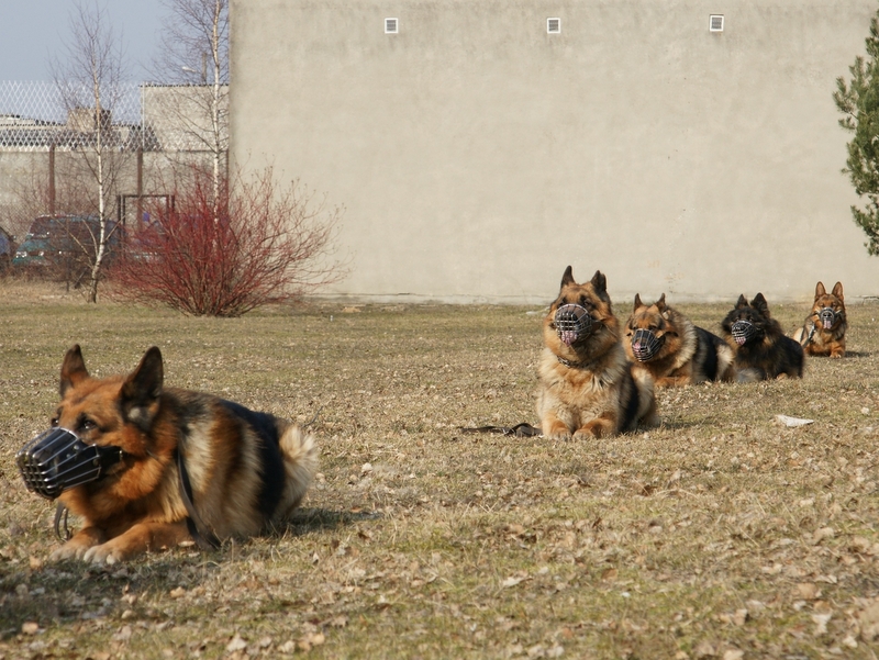 Psy emeryci - Gębarzewo - Rafał Muniak