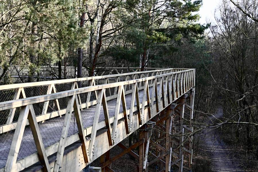 ścieżka w koronach drzew zgnilizna - Maciej Trzciński - Radio Poznań
