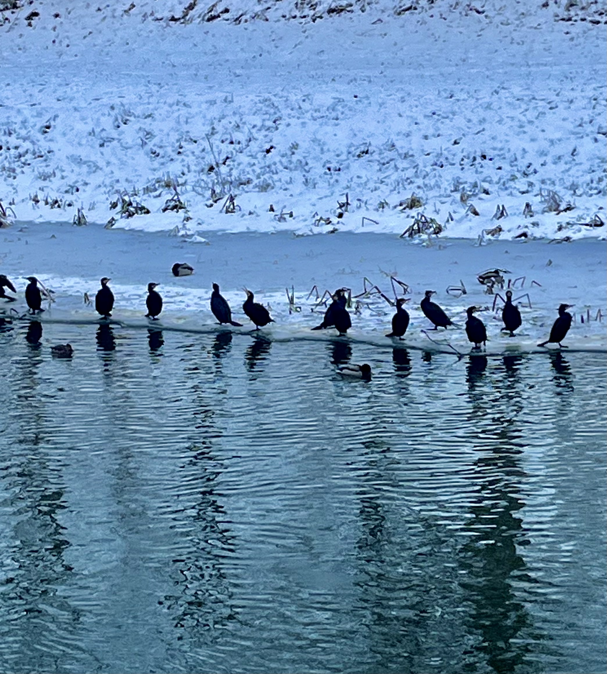 Kormorany - Danuta Synkiewicz - Radio Poznań