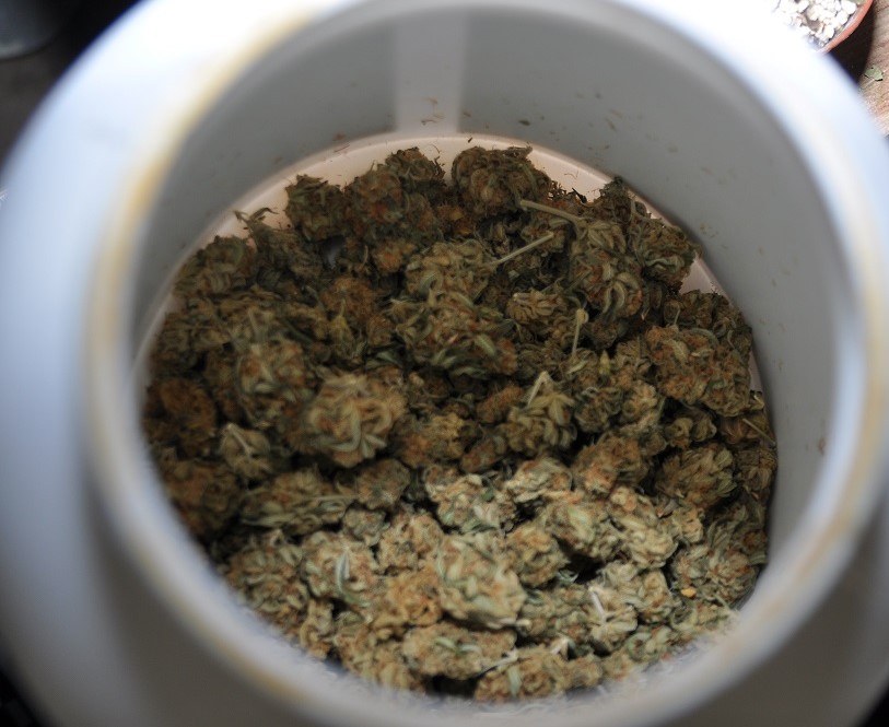 Sporo suszu i plantacja marihuany. 36-latek w rękach policji