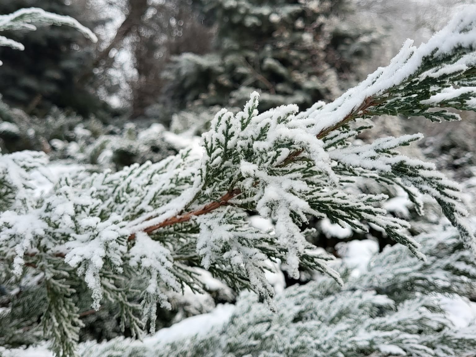 zima śnieg - Alicja Dec - Radio Poznań