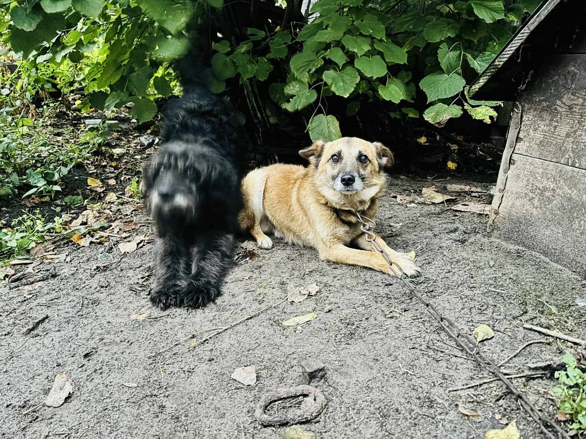 Zaniedbane psy odebrane właścicielowi. Grozi mu więzienie i wysoka kara finansowa