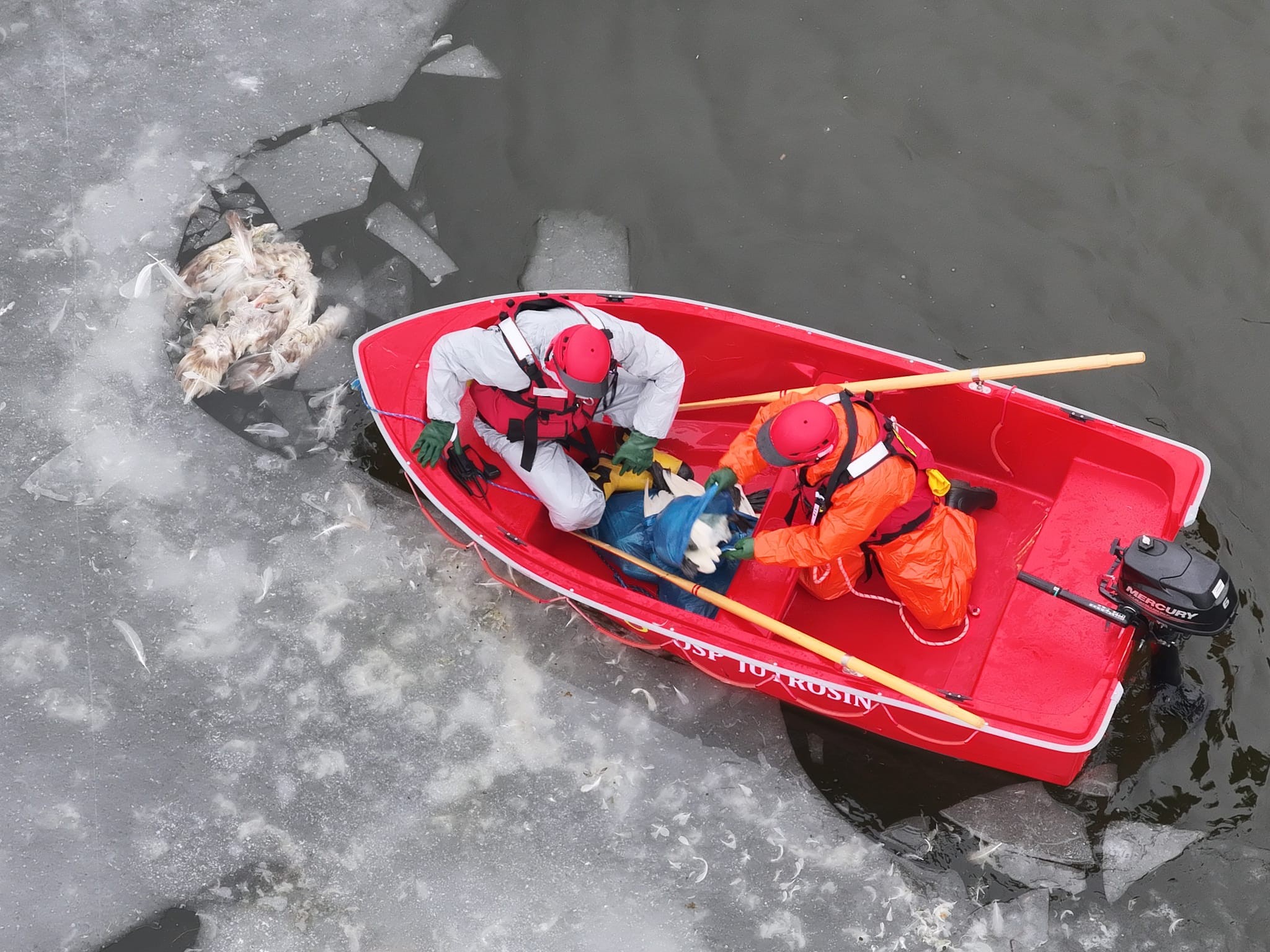łabędzie - KP PSP Rawicz
