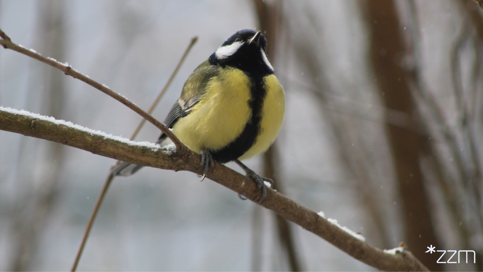 Jak Poznań wspiera ptaki zimą? Miasto stawia na karmniki