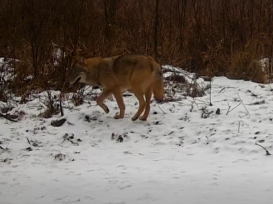 Wilk wrócił w okolice Pleszewa. Leśnicy mówią: to nie zaskoczenie