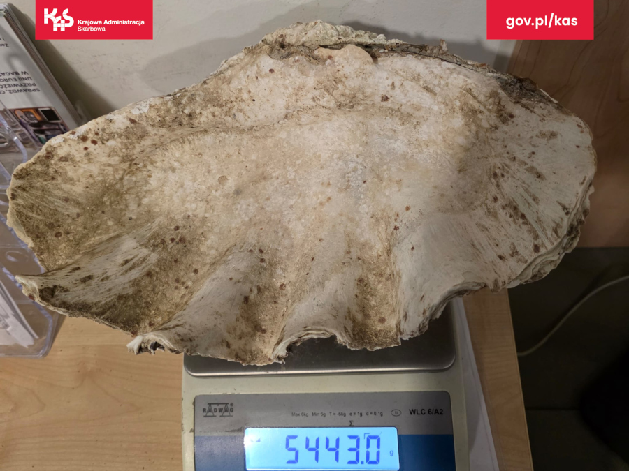 wielkopolskie.kas.gov.pl