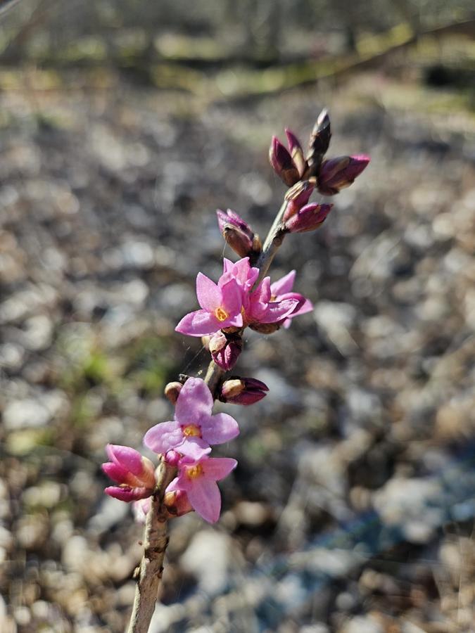 wawrzynek wilczełyko w antoninie - Nadleśnictwo Antonin