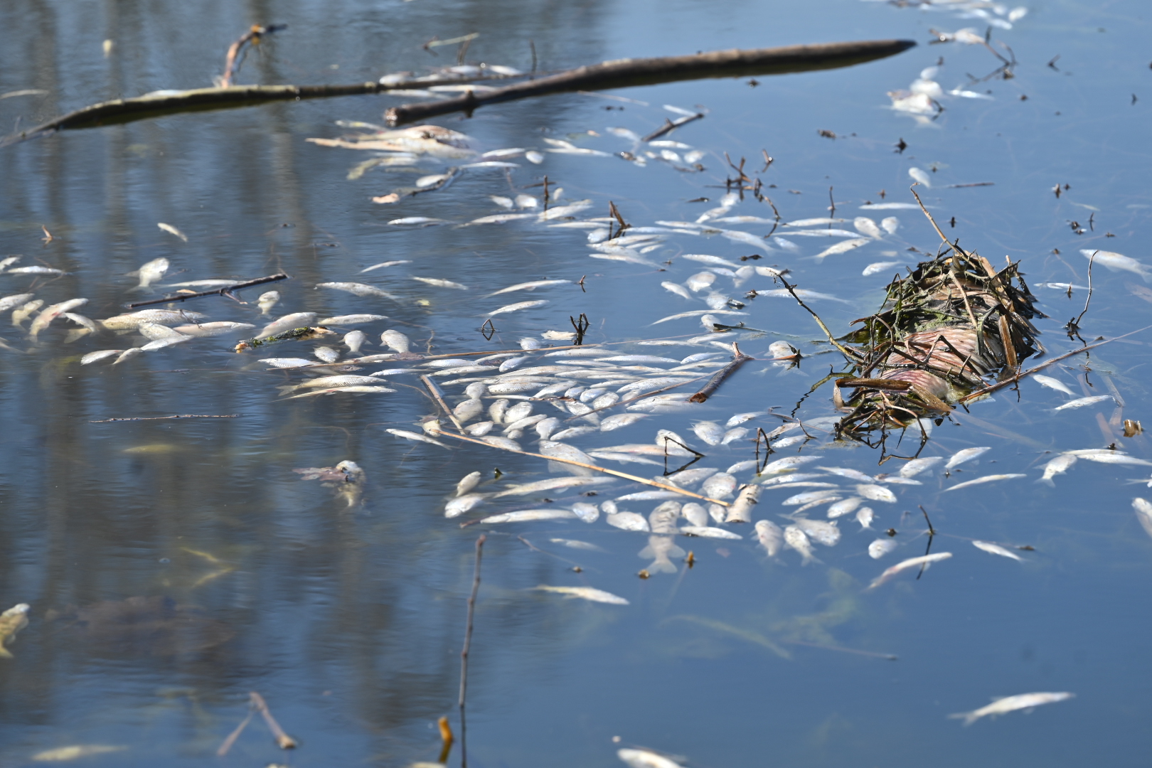 śnięte ryby staw marceliński - Wojtek Wardejn  - Radio Poznań