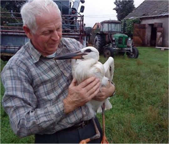 Uratowany bocian - Kuba - Iwona Krzyżak