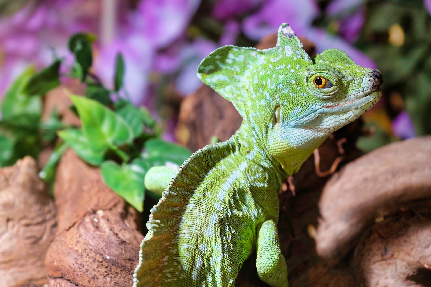 kameleon - Dho903 - Pixabay