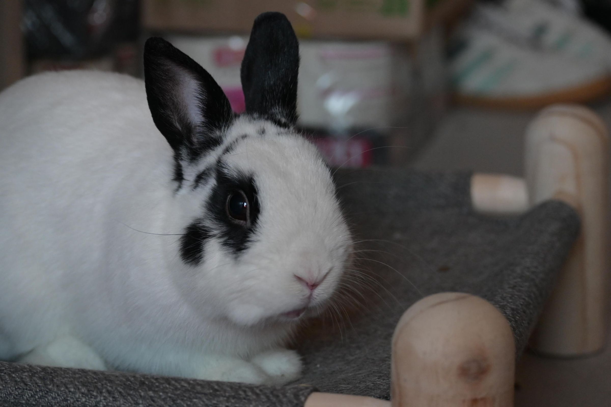 królik - Eliza Hajdenrajch - Radio Poznań