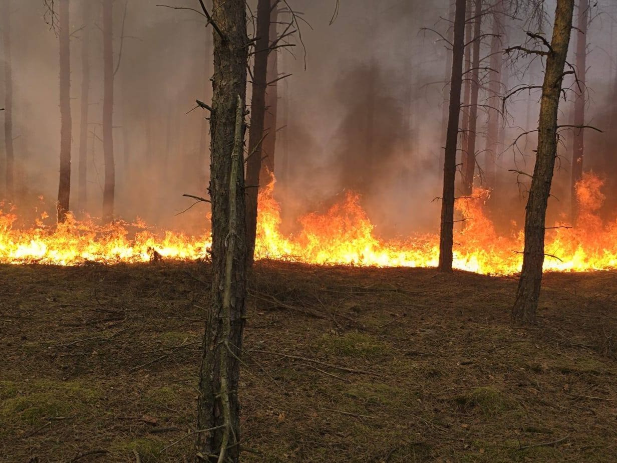 pożar lasu straż pożarna biernatowo - KP PSP Czarnków, RDPL Piła