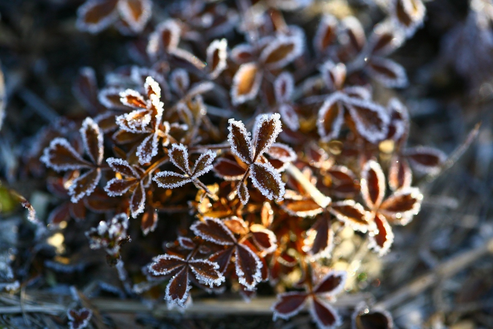 przymrozki - Natalia_Kollegova - Pixabay/Canva