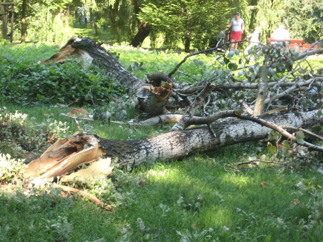 park kalisz drzewa - Danuta Synkiewicz