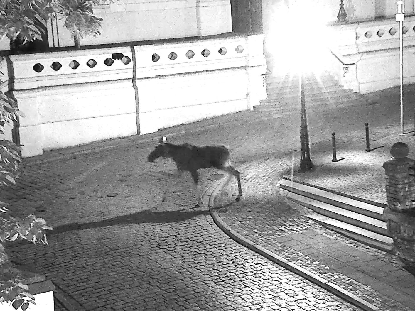 Straż Miejska Miasta Poznania