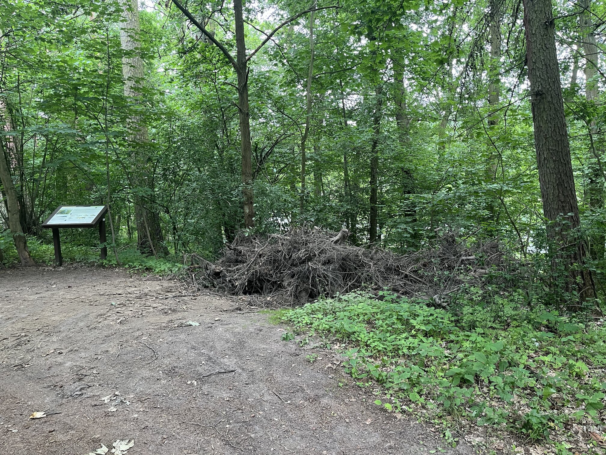 Słuchacz