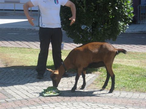 Euro koza (6) - Magda Konieczna