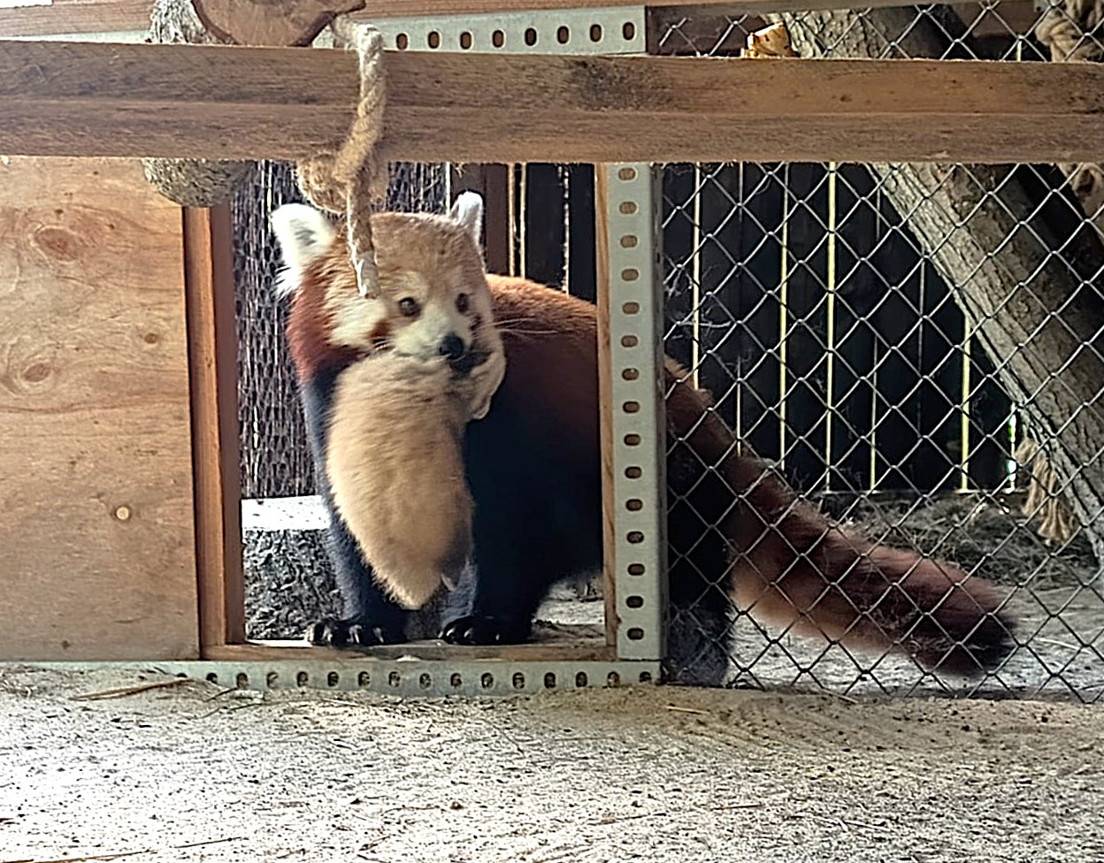 pandki rude - Nowe Zoo w Poznaniu