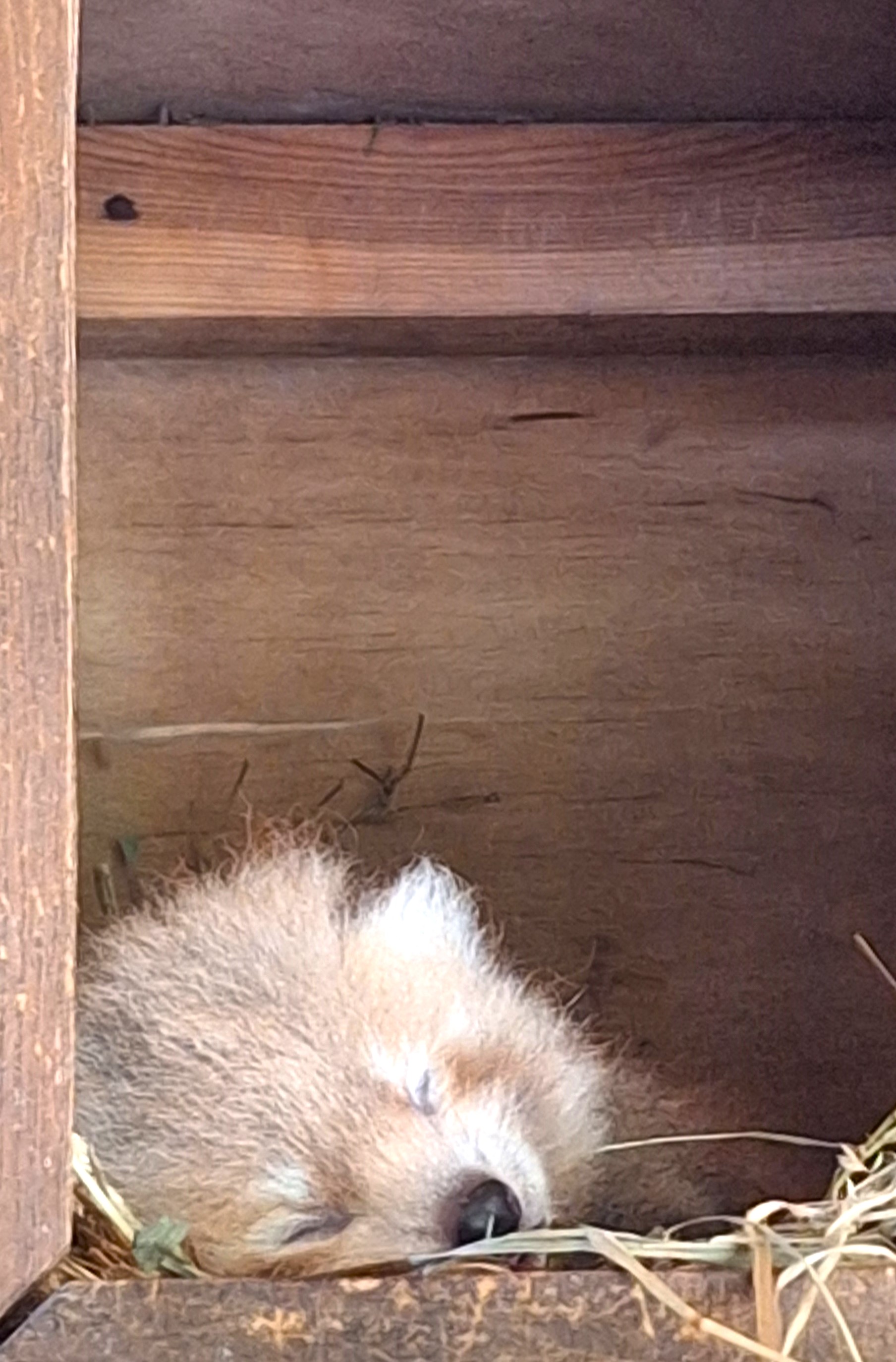 Nowe Zoo w Poznaniu