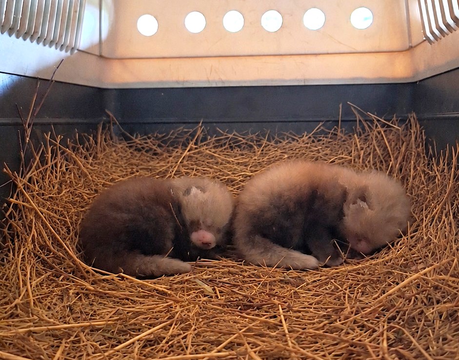Nowe Zoo w Poznaniu