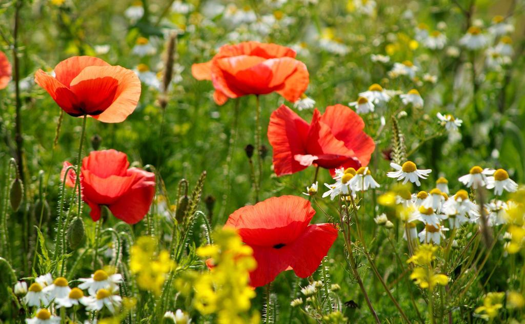 łąka kwiaty zioła - armennano - Pixabay