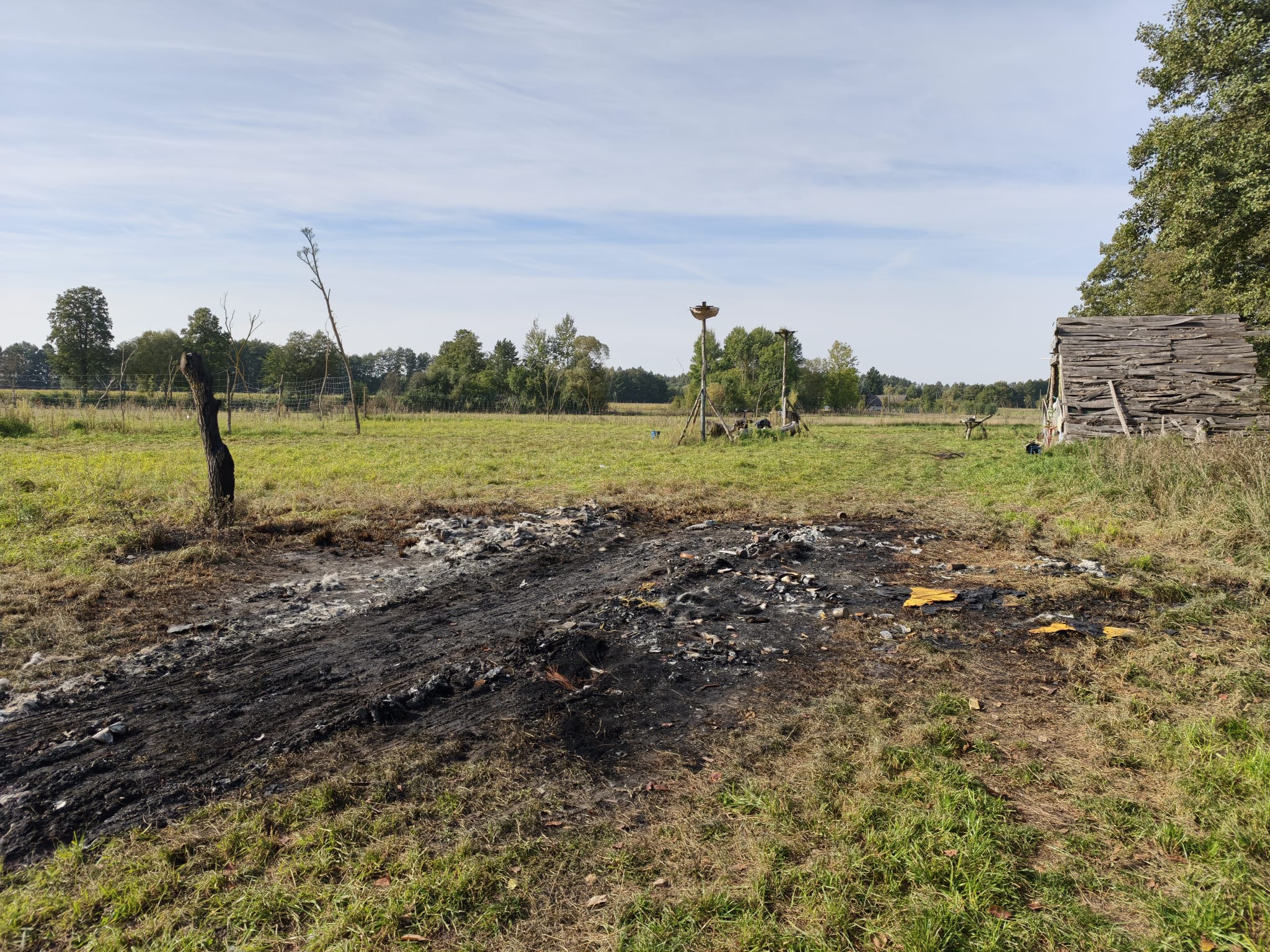 Amfetamina w busie, cztery psy w środku. Nowe informacje po tragedii w Połajewicach