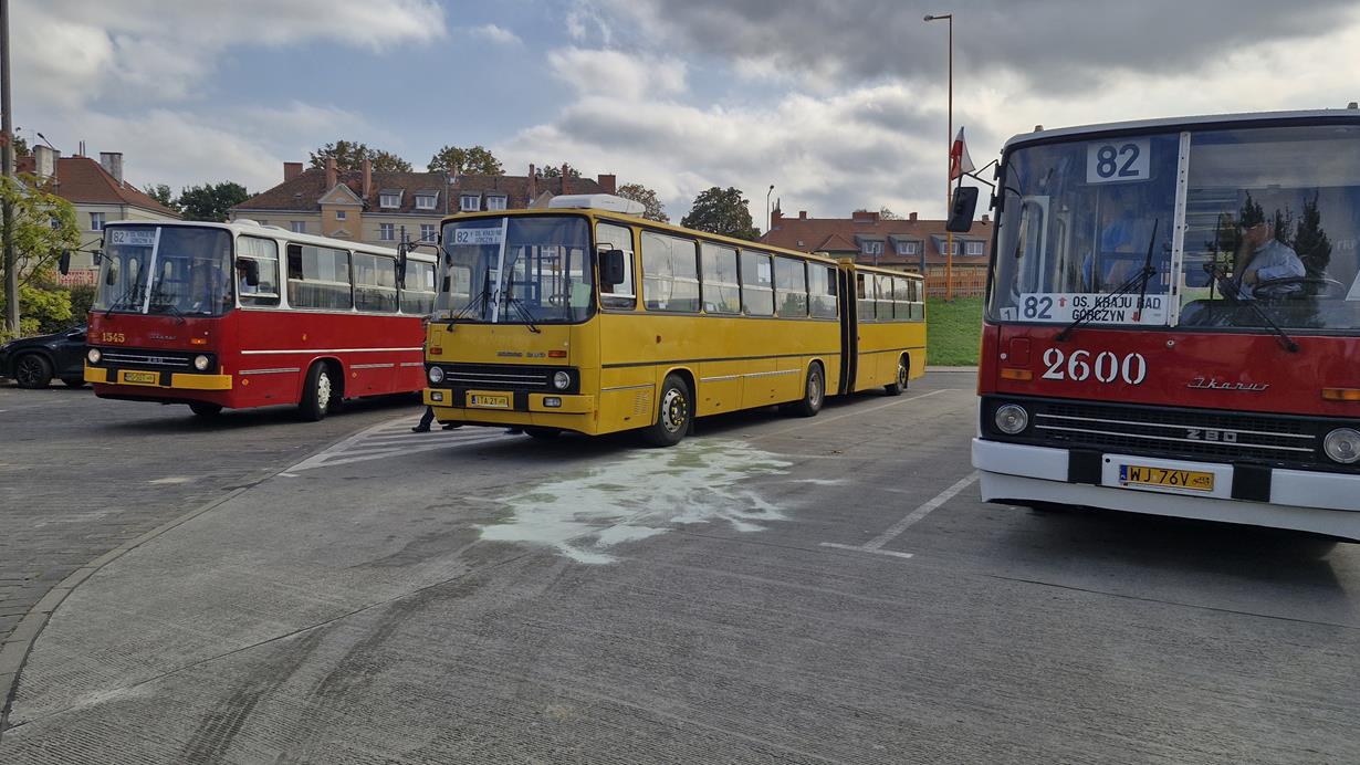 45 lat temu zastąpiły "Ogórki". Ikarusy znów wożą pasażerów po Poznaniu