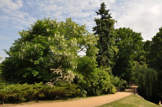 Gołuchów - park - Lasy Państwowe