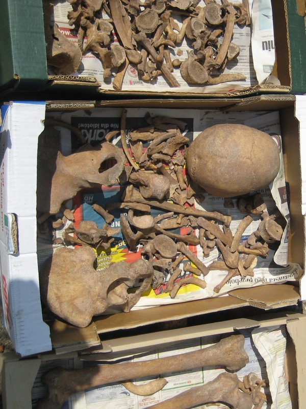 Wykopaliska archeologiczne - czaszki, kości - Anna Skoczek