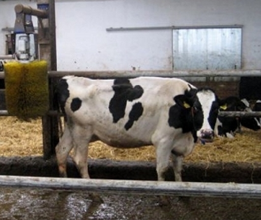 Myjnia dla krowy - Radio Merkury